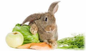Що можна кроликам: продукти, які рекомендовані тваринам