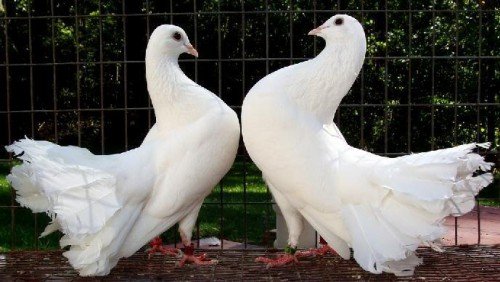 Розведення і розмноження голубів в домашніх умовах