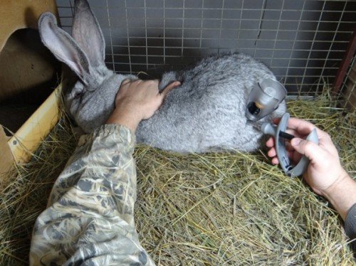 Щеплення для кроликів: які, коли і як робити