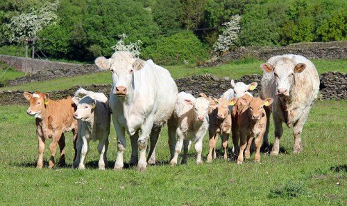 Хвороби суглобів у корів і телят: опухлі