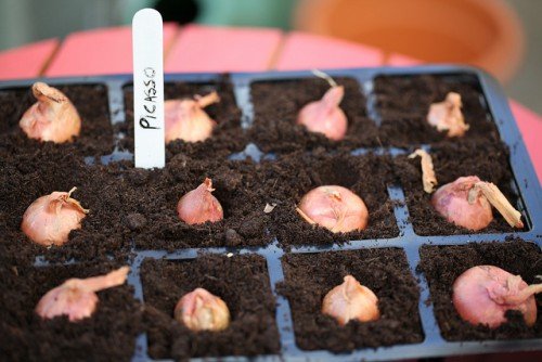 Цибуля шалот: вирощування з насіння, садіння, опис