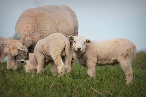 Ягнение овець і вирощування молодняка