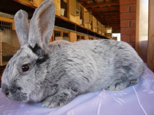 Кролики породи сріблястий: опис, разведенеие, зміст