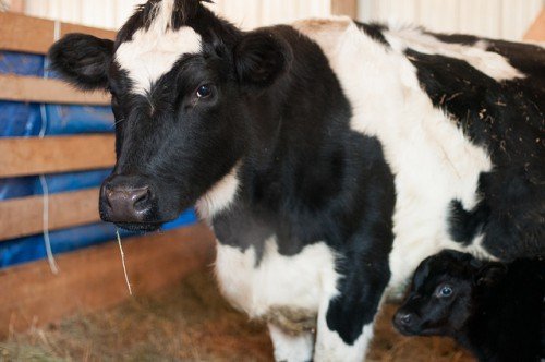 Як підвищити удій молока корови взимку: організація харчування
