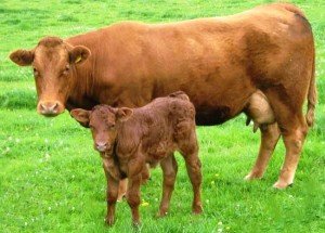 Догляд та годування корови після отелення