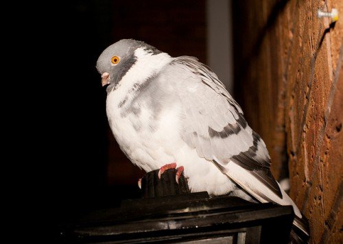 Поштові (спортивні) голуби: швидкість, як знають куди летіти