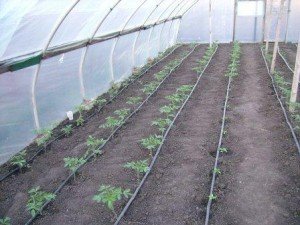 Посадка в теплиці з полікарбонату — вирощування овочів в поликарбонатном парнику