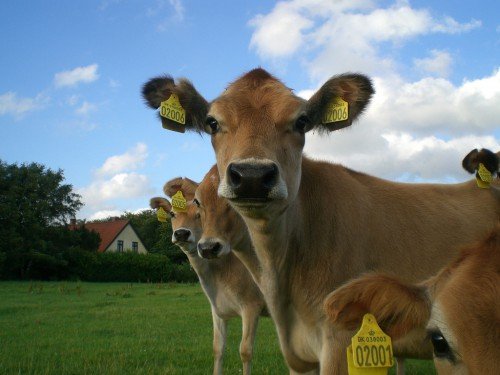 Джерсейская порода корів: фото, огляд, характеристика