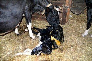 Післяпологовий парез у корів: причини, симптоми і лікування