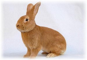 Бургундська порода кролів   особливості догляду, розведення та вибору