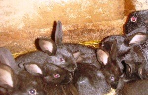 Причини і лікування пастерельозу кроликів