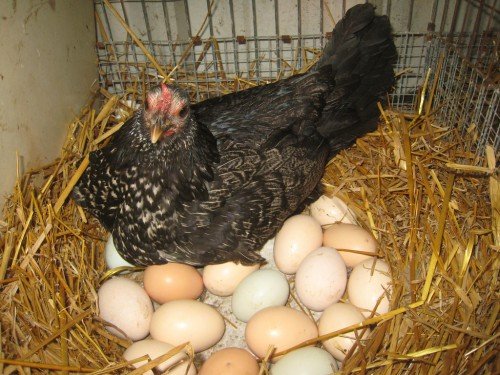 Скільки яєць несе курка в день, як збільшити несучість
