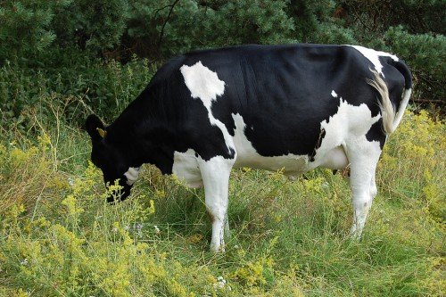 Хвороби ніг у корови: види та їх симптоми, лікування, профілактика