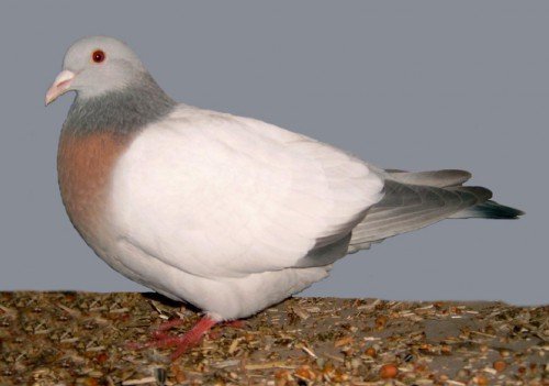 Мясні голуби: розведення та утримання