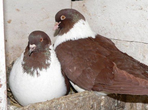 Розведення і розмноження голубів в домашніх умовах