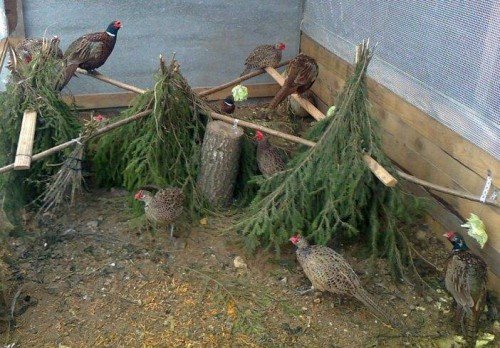 Домашня ферма з розведення фазанів: план розвитку