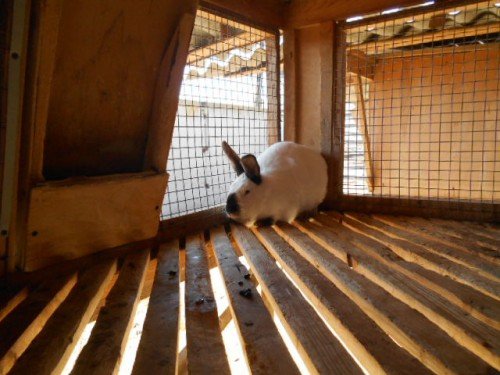 Чим дезінфікувати клітки для кроликів після хвороби, загибелі