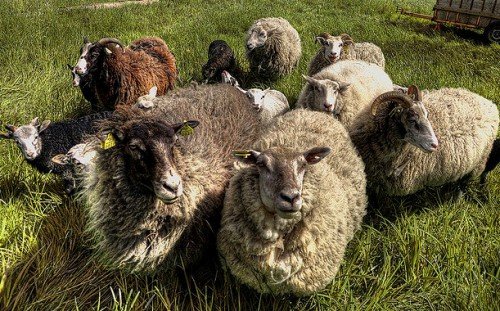 Хвороби овець: симптоми, лікування, профілактика