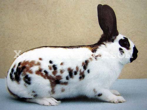 Популярні породи кроликів для домашнього розведення.