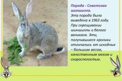 Як утримувати кроликів породи радянська шиншила?