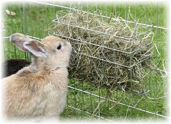 Сіно для кроликів: користь і особливості годівлі