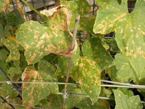 Чому жовтіють і сохнуть листя огірків на підвіконні