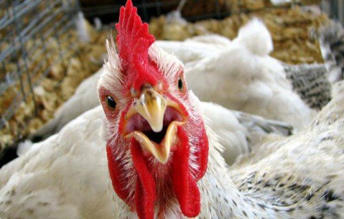 Симптоми і ознаки пташиного грипу у курей: причини, лікування