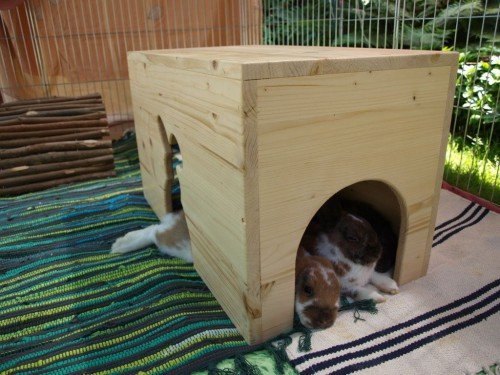 Карликові кролики: догляд, утримання в домашніх умовах