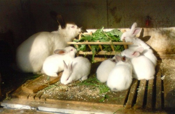 Як давати молочну кислоту для кроликів