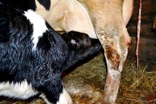 Вирощування і утримання телят в молочний період (гігієна)