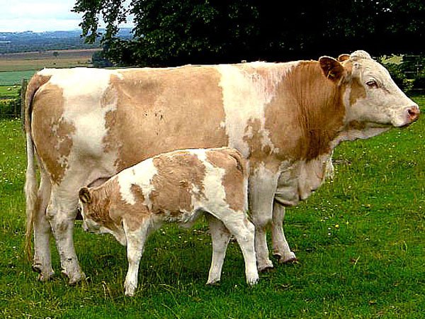 Штучне осіменіння корів: кілька способів