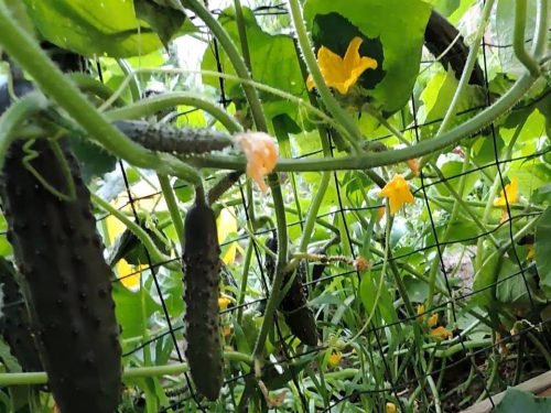 Сітка для огірків: підвязка, вирощування