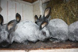 Опис та зовнішній вигляд кроликів породи Сріблястий