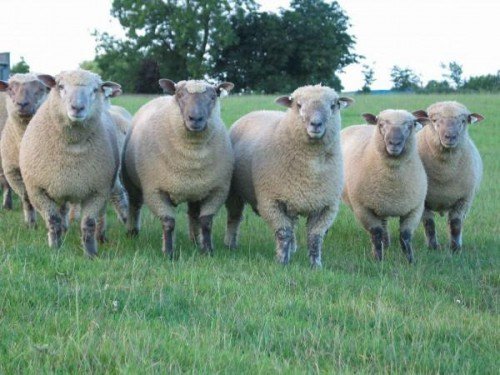 Куйбишевська порода овець і баранів: характеристика, фото