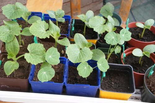 Огірки на підвіконні взимку: вирощування для початківців