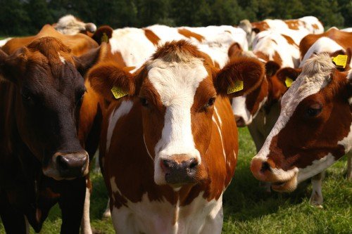 Розведення мясних і молочних корів як бізнес