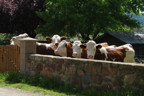 Монбельярдская(монбельярд) порода корів: характеристика, фото