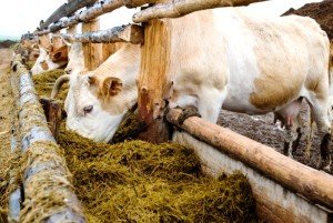 Як лікувати здуття або тимпанию рубця корови