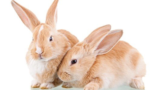 Декоративні кролики: правильний догляд та годівля