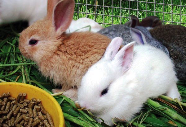 Чим годувати маленьких кроленят   раціон харчування