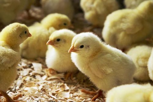 Догляд та вирощування курчат в домашніх умовах