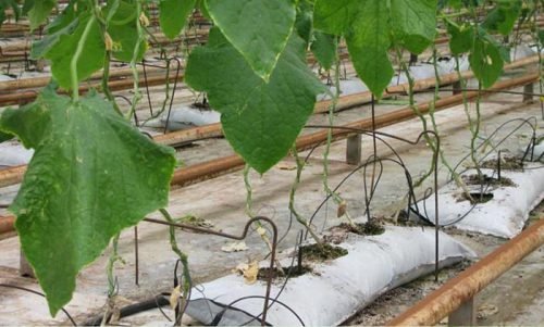 Посадка та вирощування огірків у мішках