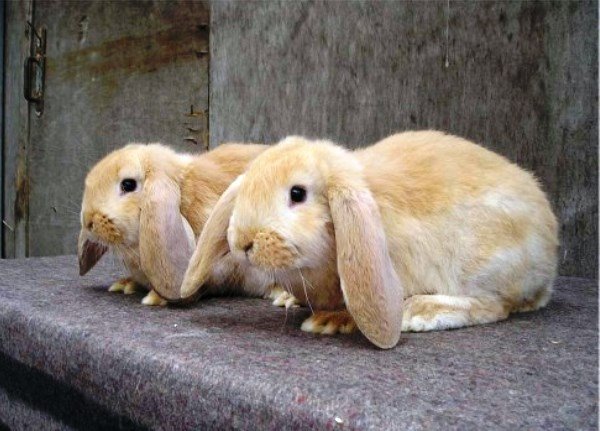 Особливості вирощування та гідності кролика Баран