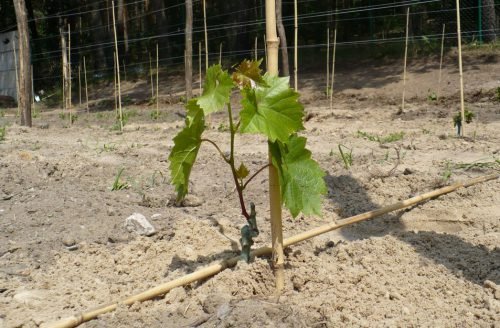 Про виноградній лозі і винограді: довжина, як росте, відстань