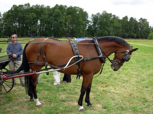 Як запрягати коней: способи, послідовність