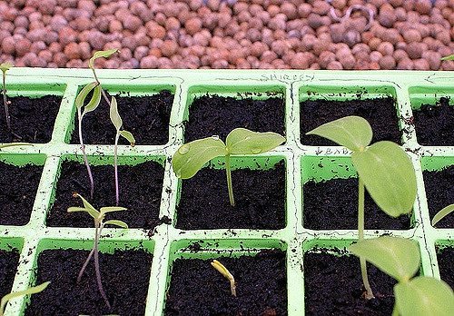 Як посадити огірки на розсаду правильно: в теплицю, в грунт