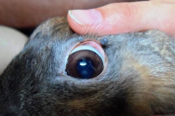 Огляд хвороб очей у кроликів і їх лікування