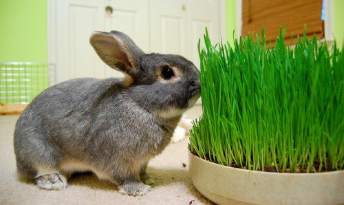 Яку можна давати траву кроликам, а яку не можна