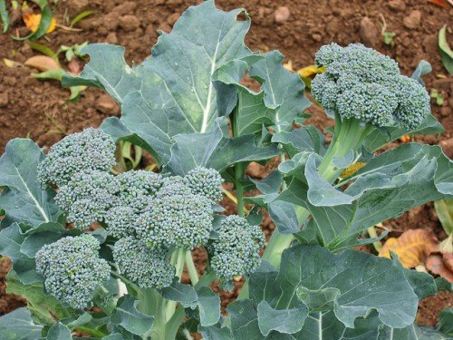 Вирощування капусти броколі з насіння на городі