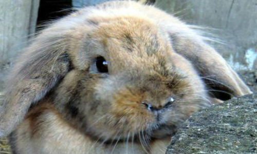 Особливості риніту у кроликів